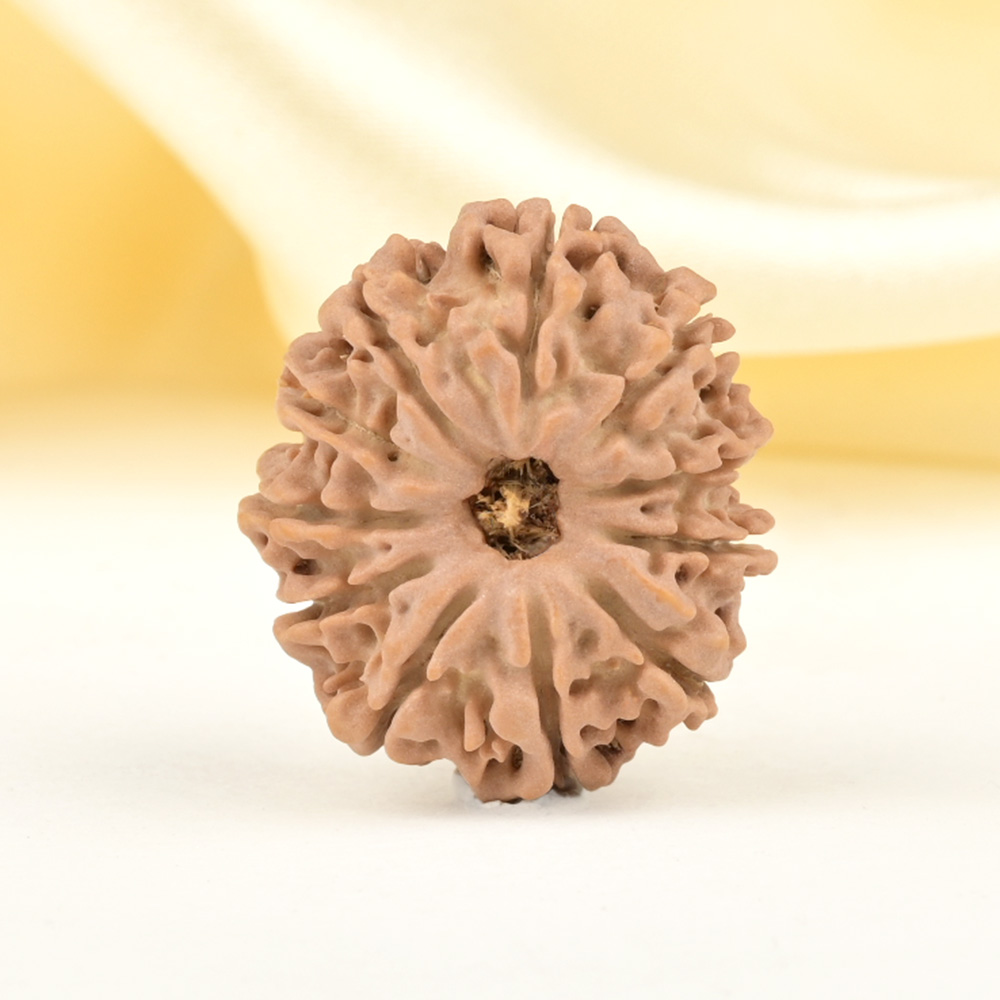 11 Mukhi from Nepal Small - CCCXLII