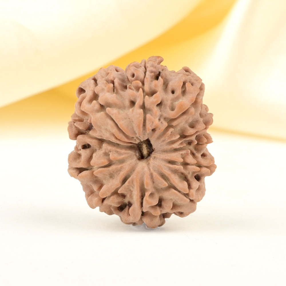 11 Mukhi from Nepal Small - CCCXLIII