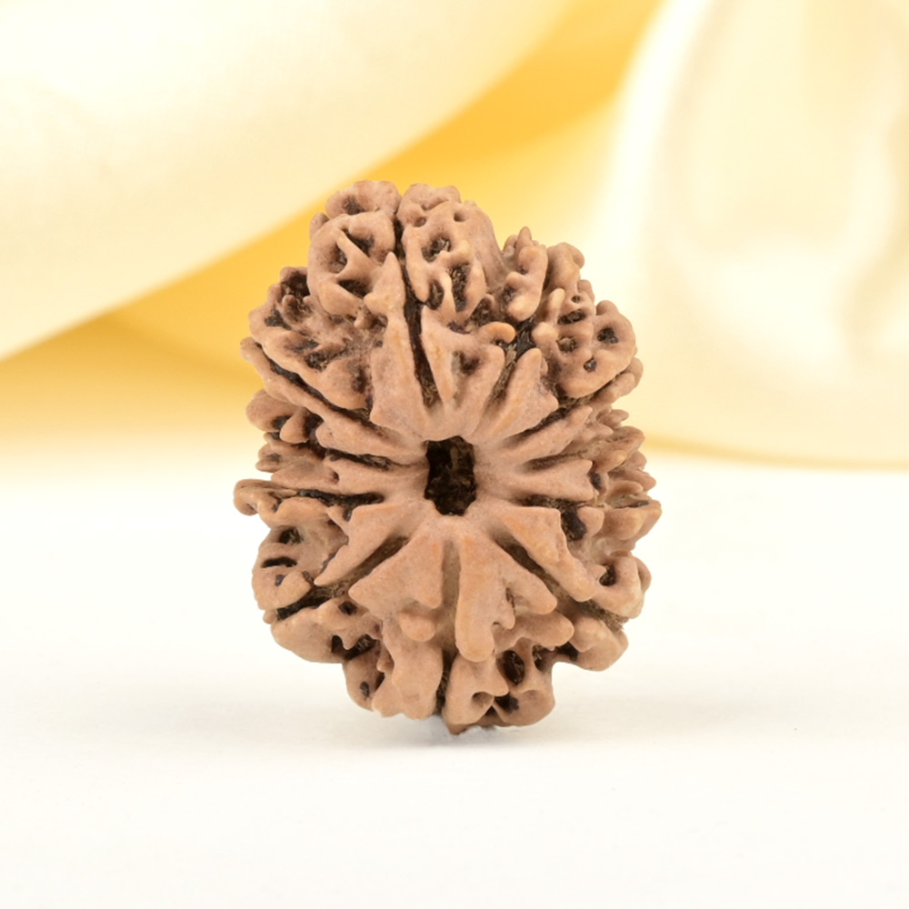 11 Mukhi from Nepal Small - CCCXLIV