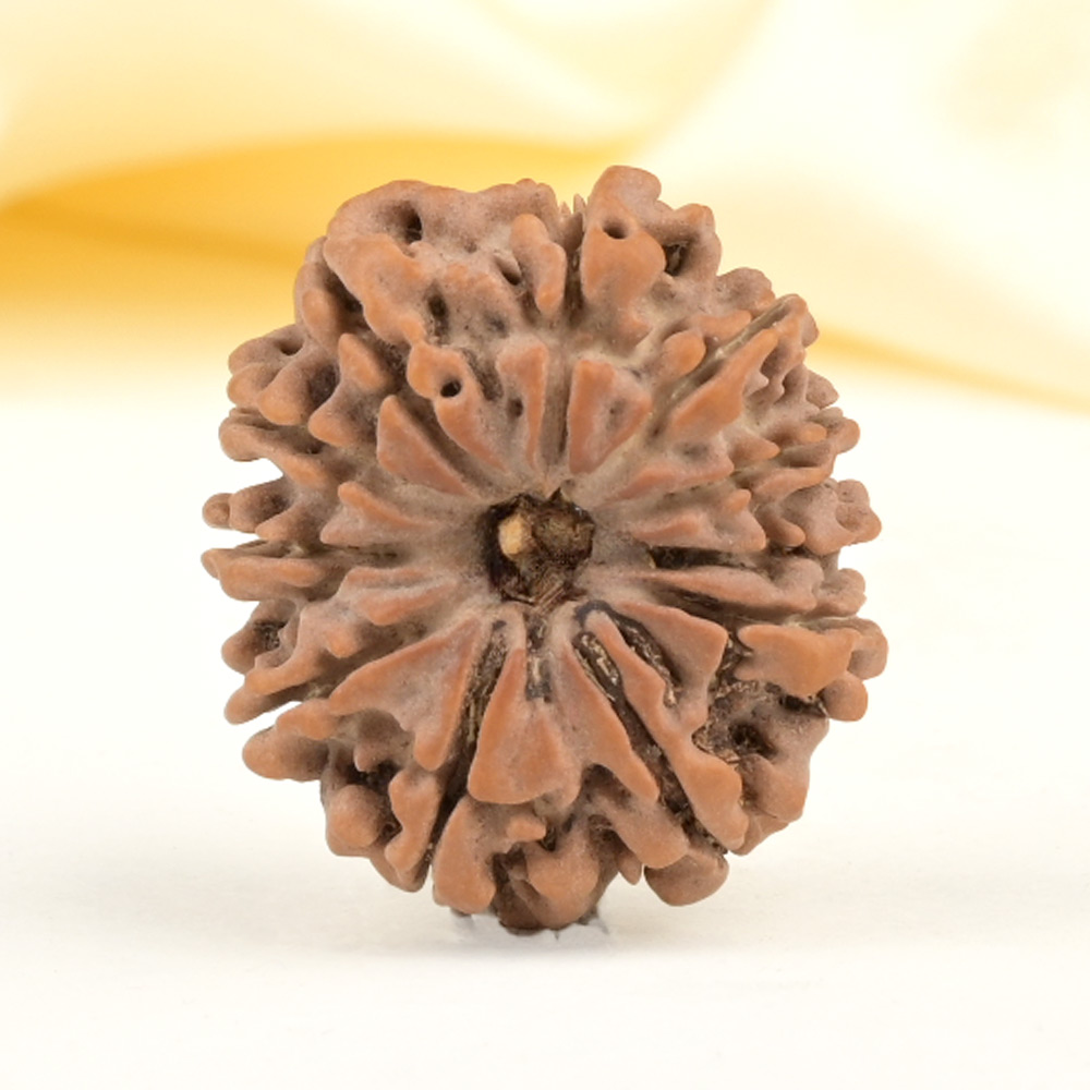 11 Mukhi from Nepal Small - CCCXLV