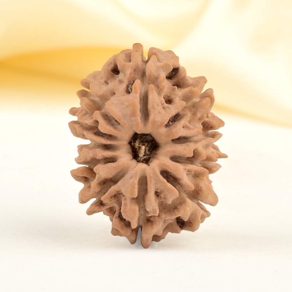 11 Mukhi from Nepal Small - CCCXLVI