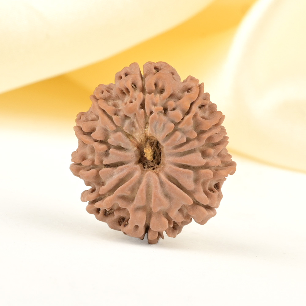 11 Mukhi from Nepal Small - CCCXLVII