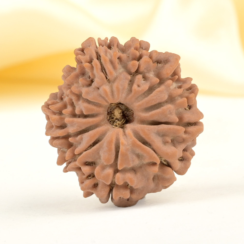 11 Mukhi from Nepal Small - CCCXLVIII