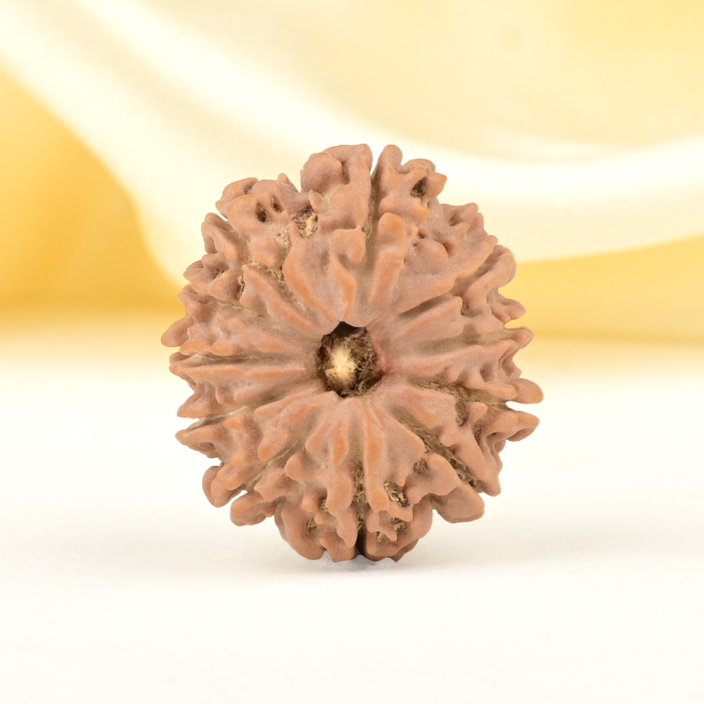 11 Mukhi from Nepal Small - CCCXLIX