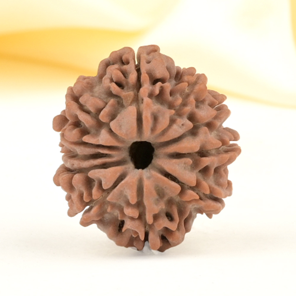 11 Mukhi from Nepal Small - CCCL