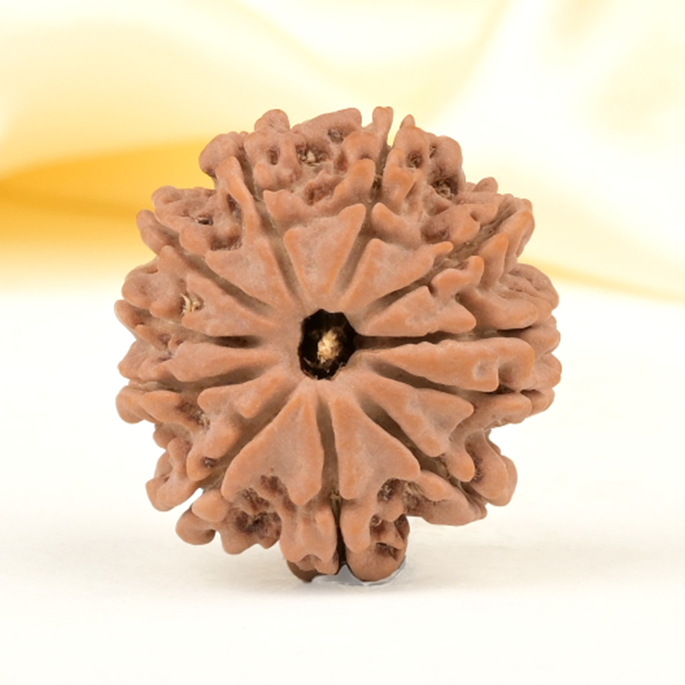 11 Mukhi from Nepal Small - CCCLI