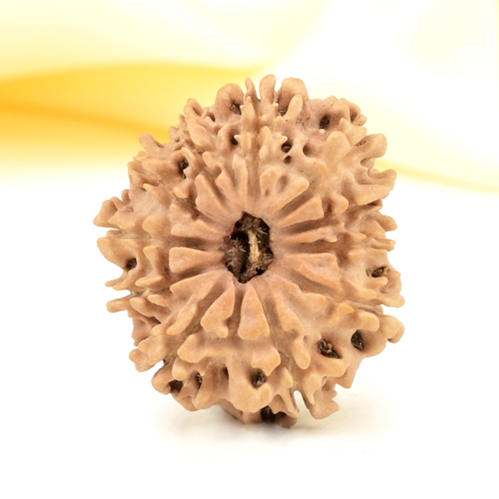 11 Mukhi from Nepal Small - CCCLIII