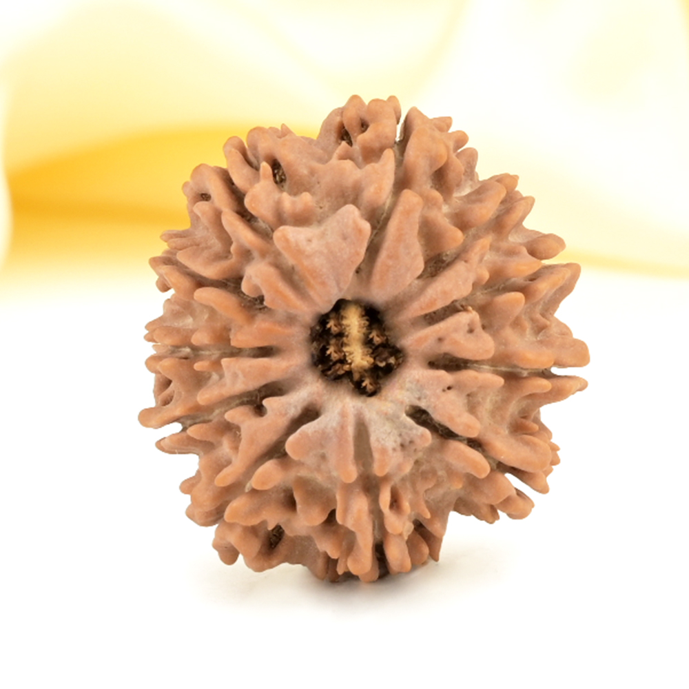 11 Mukhi from Nepal Small - CCCLIV