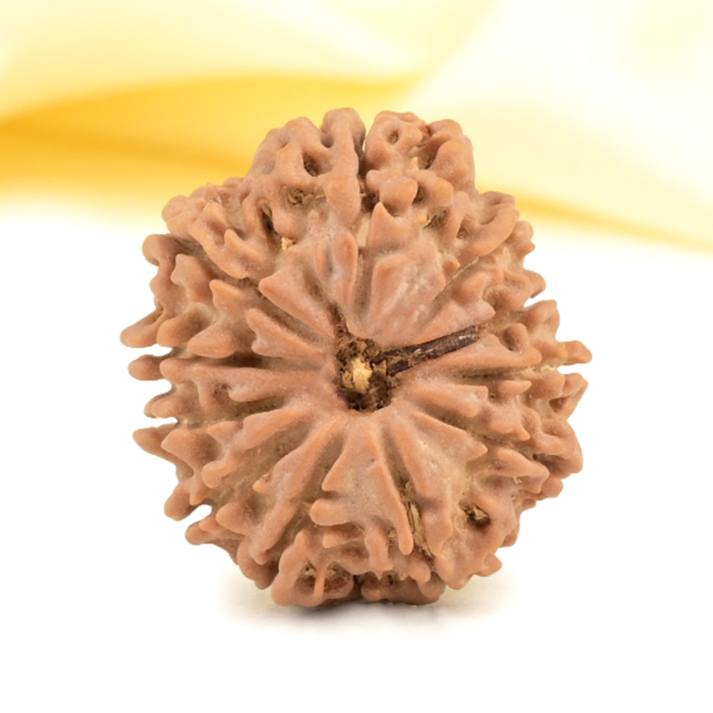 11 Mukhi from Nepal Small - CCCLVI