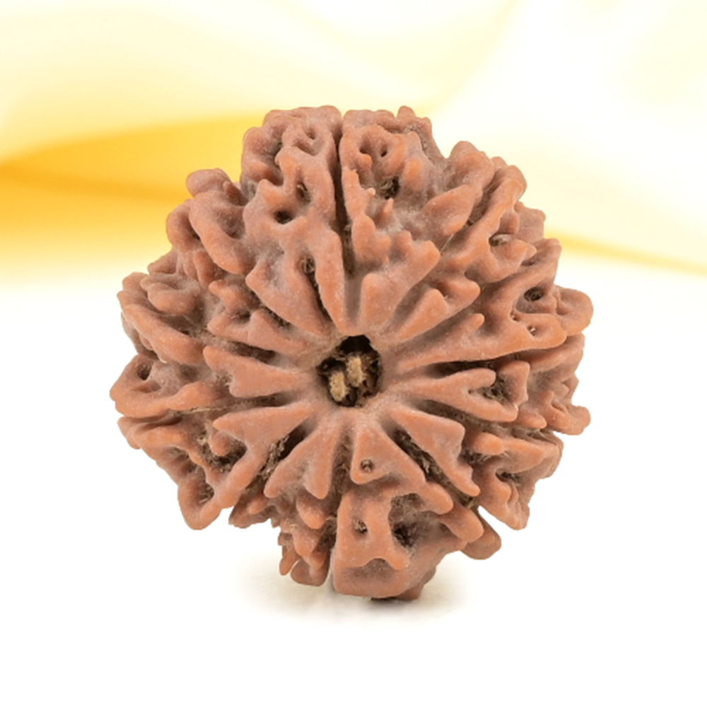 11 Mukhi from Nepal Small - CCCLVII