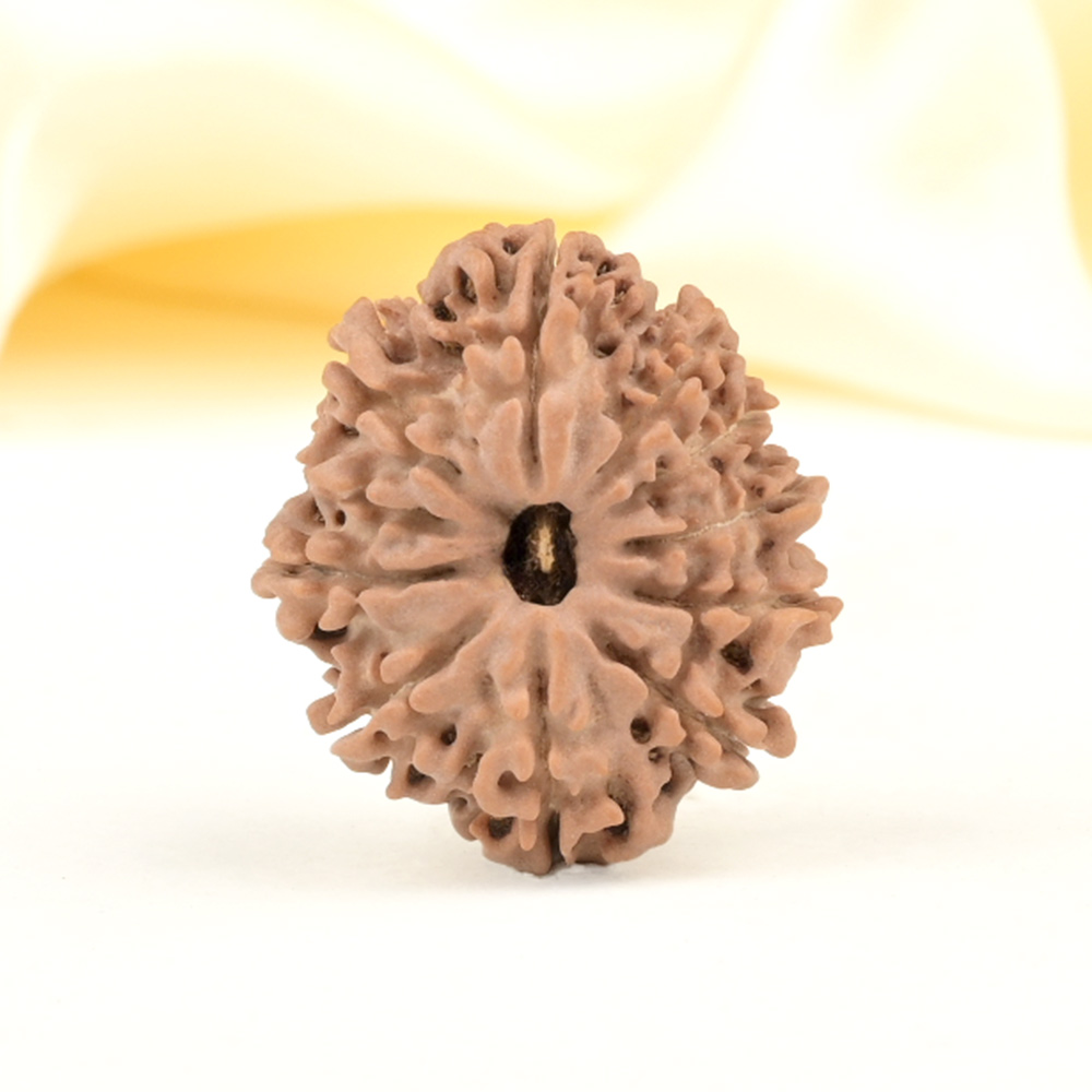 11 Mukhi from Nepal Small - CCCLVIII