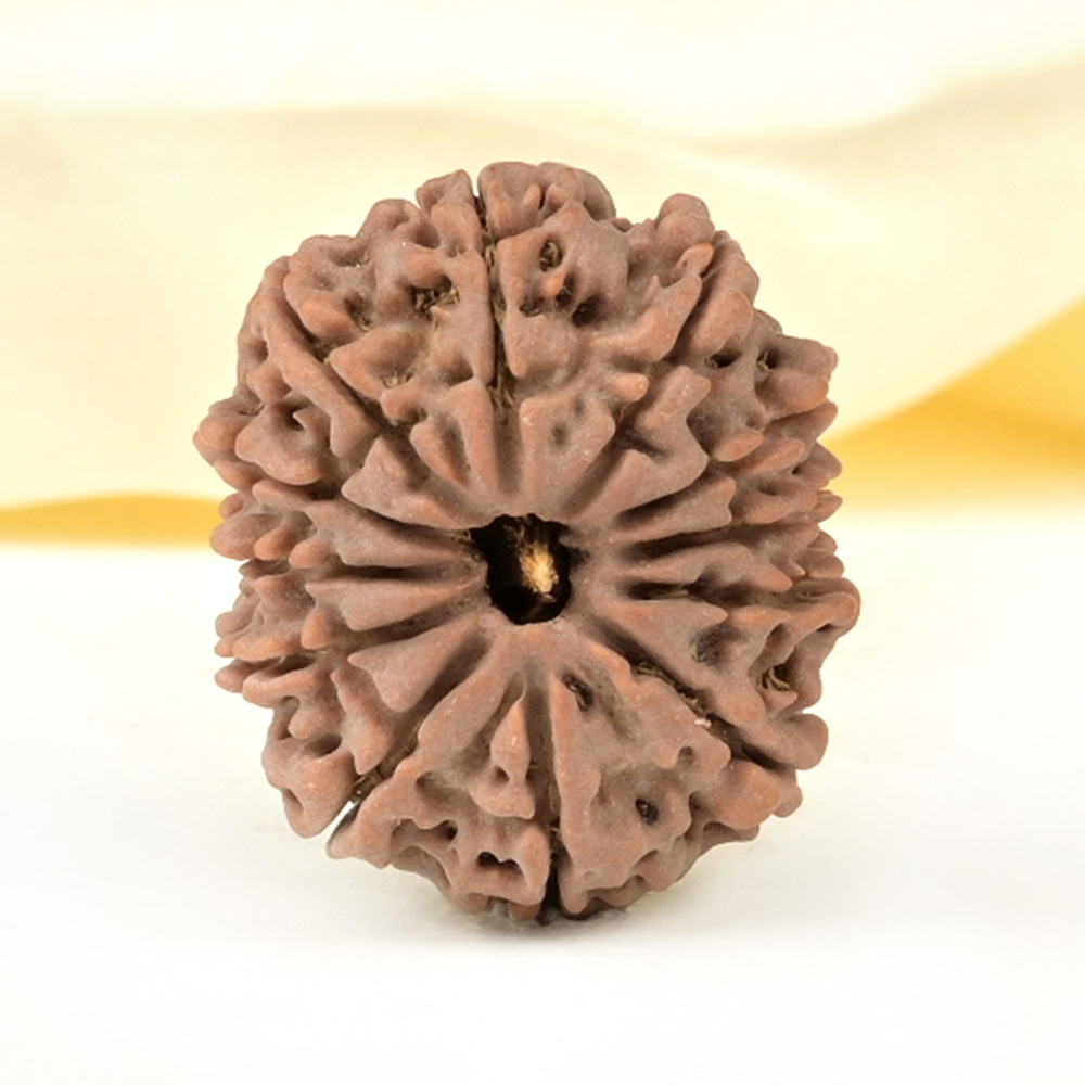 12 Mukhi from Nepal Large - CXXXII