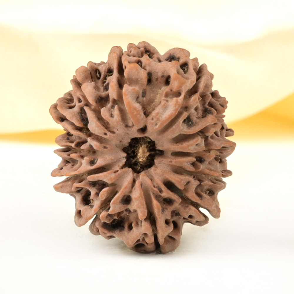 12 Mukhi from Nepal Large - CXXXIII