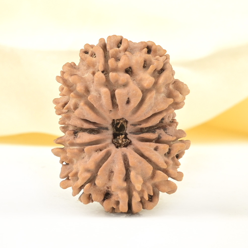 12 Mukhi from Nepal Large - CXXXIV