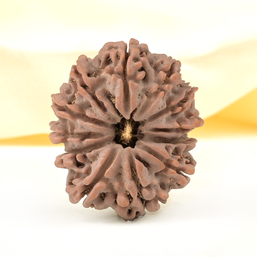 Collector 12 Mukhi from Nepal - CCIII