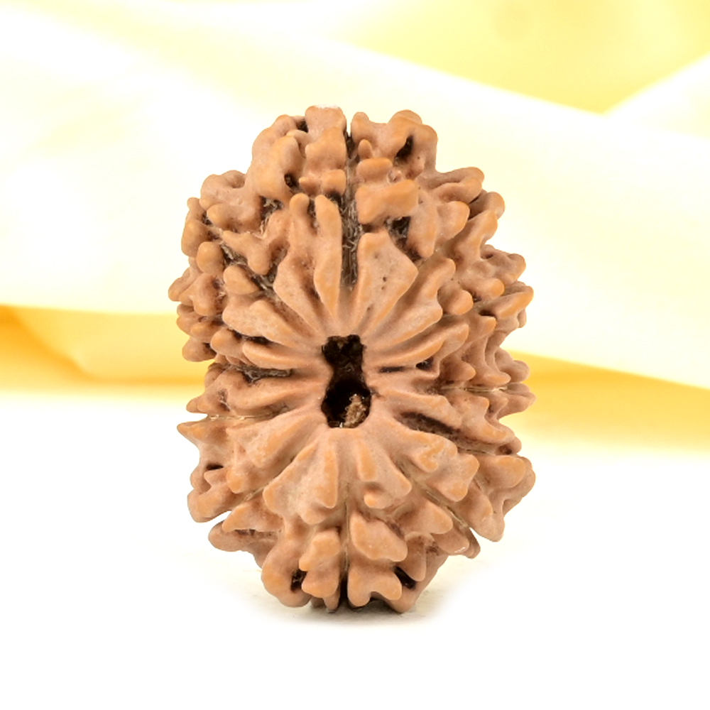 Collector 12 Mukhi from Nepal - CCIV