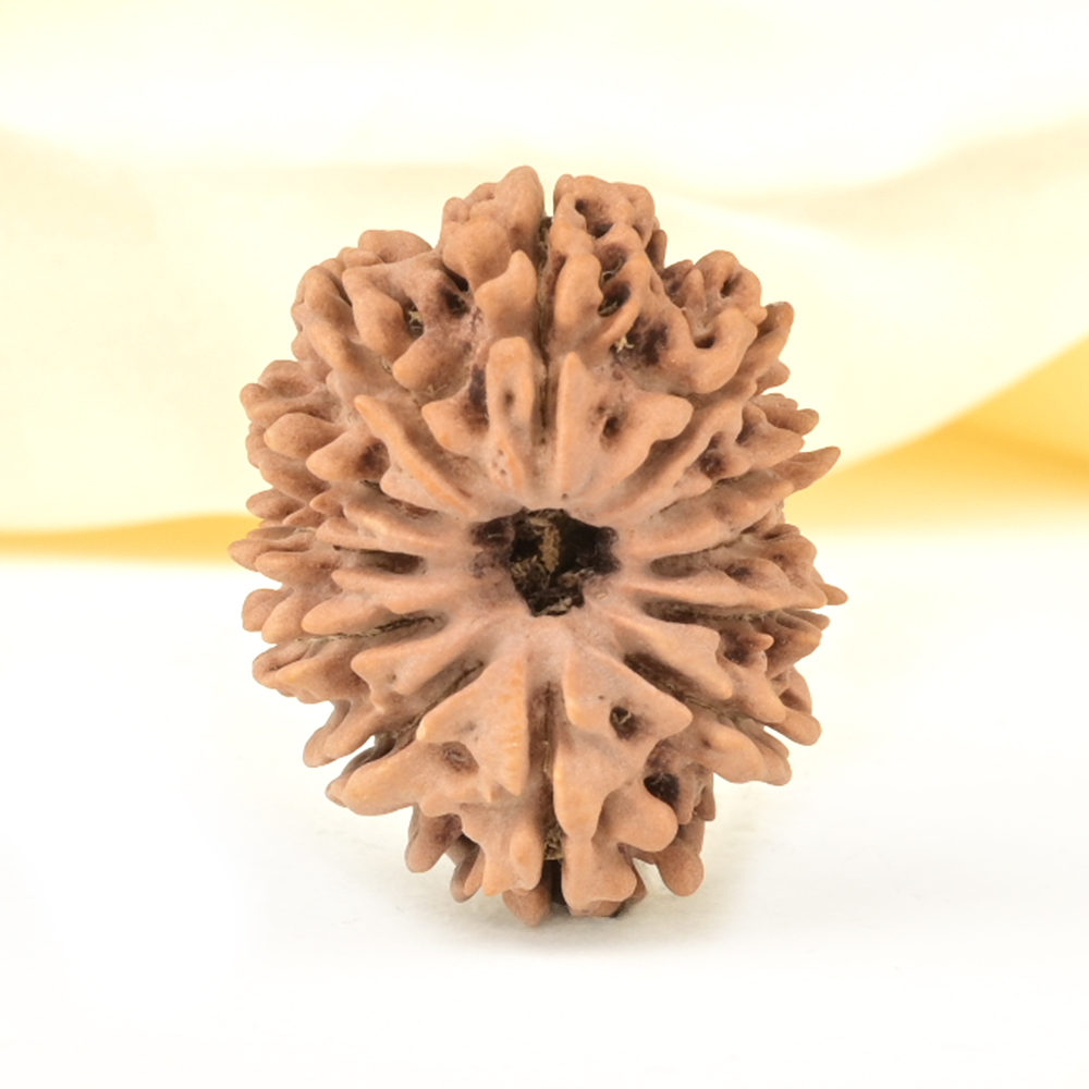 Collector 12 Mukhi from Nepal - CCV