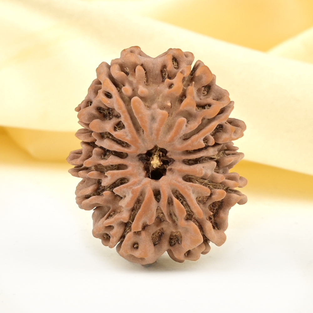 Collector 12 Mukhi from Nepal - CCVI