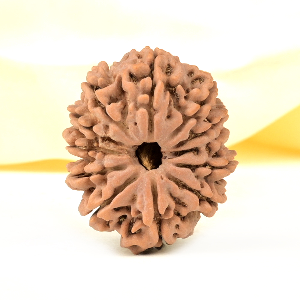 Collector 12 Mukhi from Nepal - CCVII