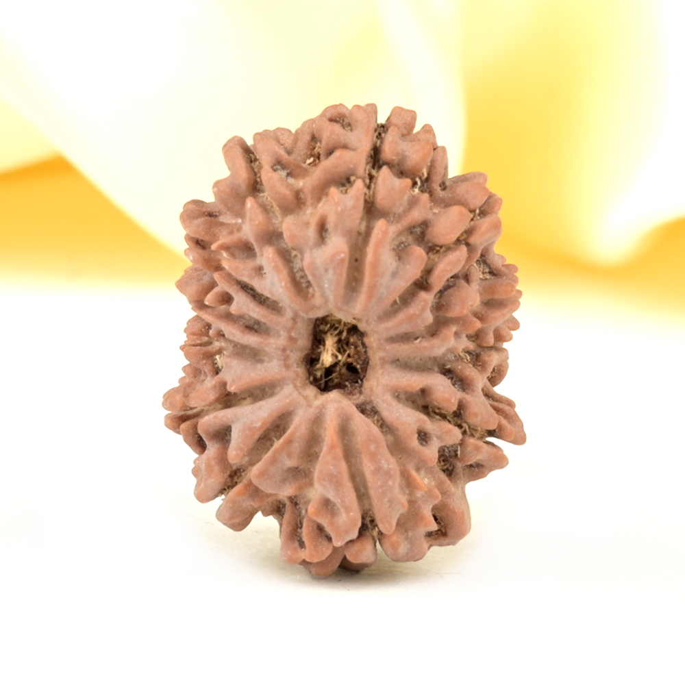 Collector 12 Mukhi from Nepal - CCVIII