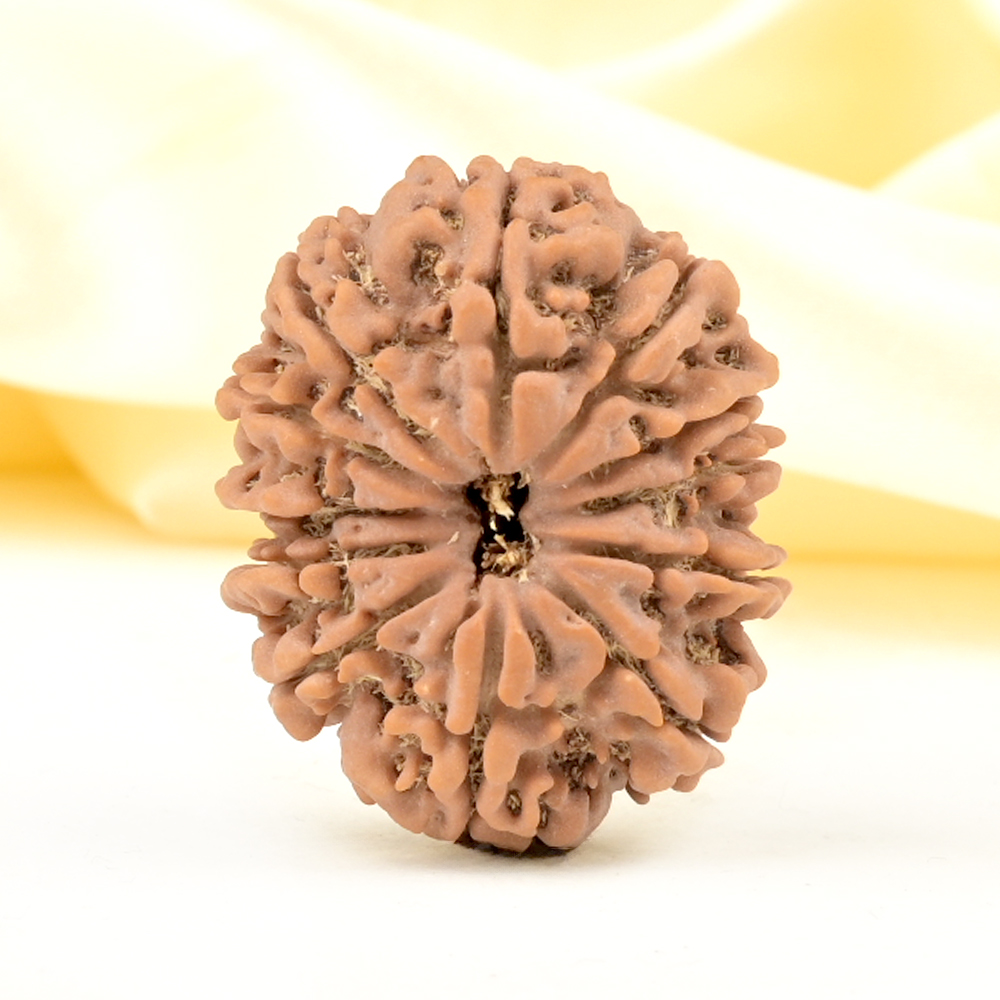 Collector 12 Mukhi from Nepal - CCIX