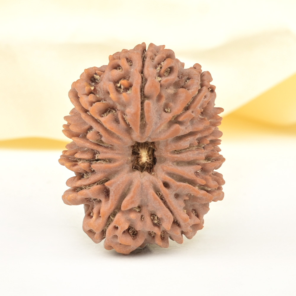 Collector 12 Mukhi from Nepal - CCX