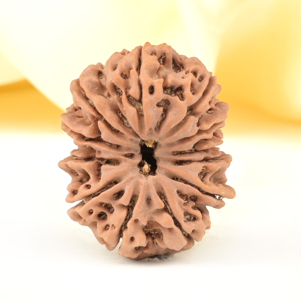 Collector 12 Mukhi from Nepal - CCXI