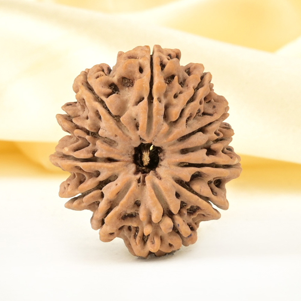 Collector 12 Mukhi from Nepal - CCXII