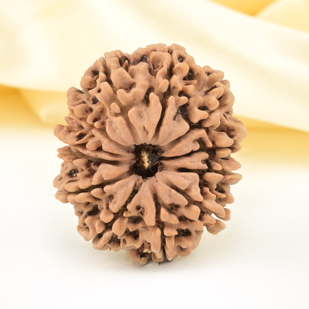 Collector 12 Mukhi from Nepal - CCXIII