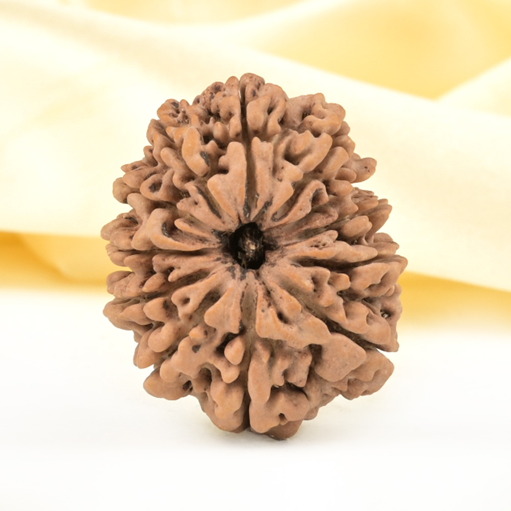 Collector 12 Mukhi from Nepal - CCXIV