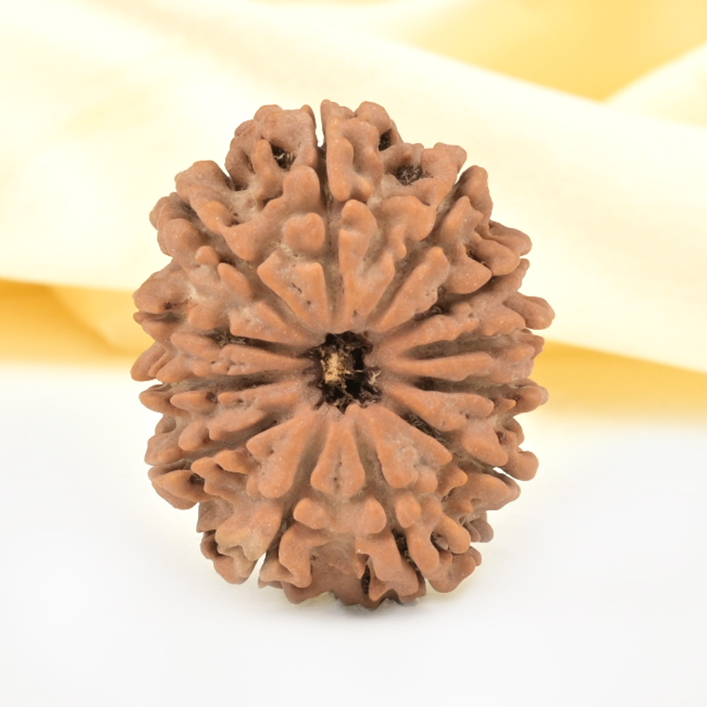 Collector 12 Mukhi from Nepal - CCXV