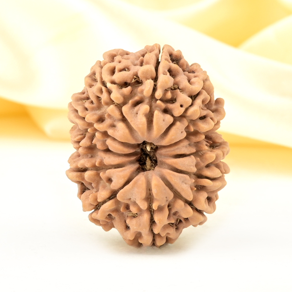 Collector 12 Mukhi from Nepal - CCXVI