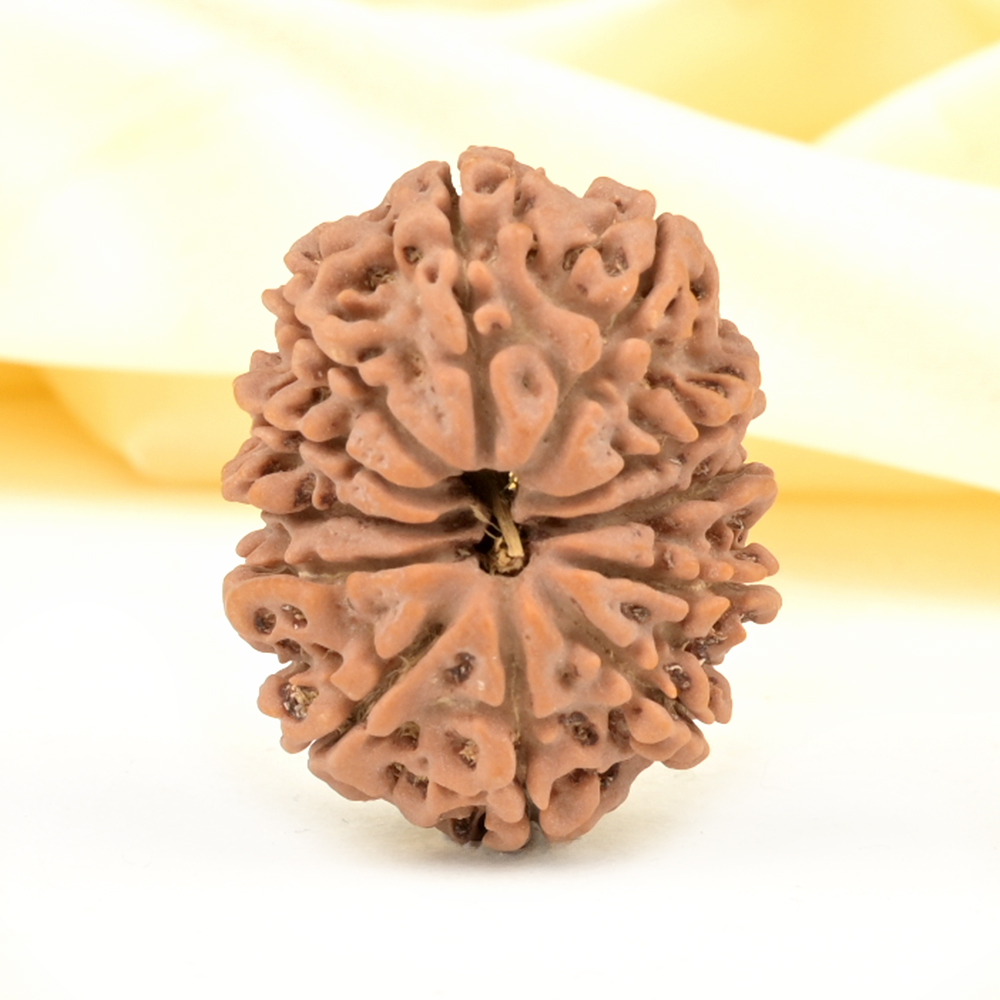 Collector 12 Mukhi from Nepal - CCXVII