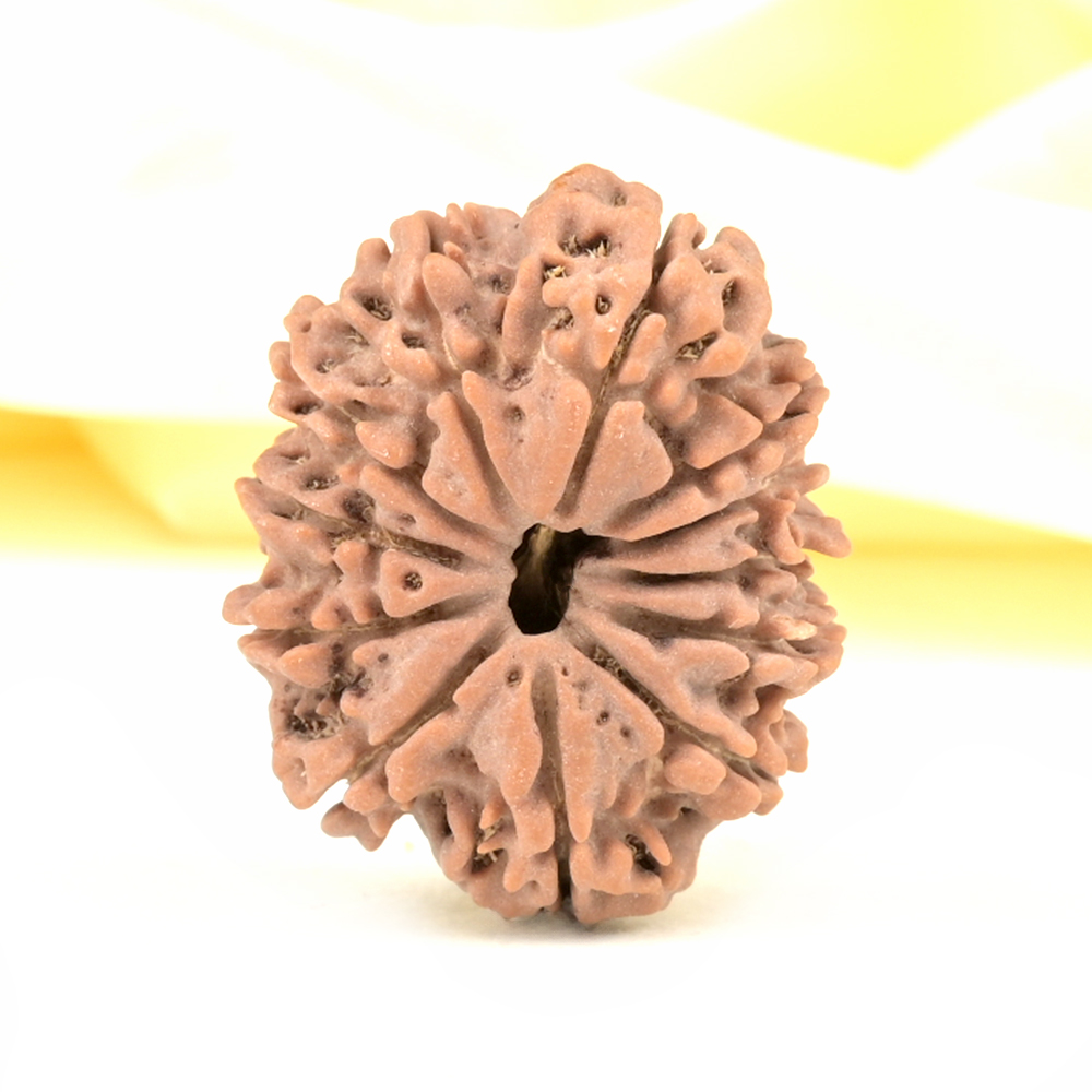 Collector 12 Mukhi from Nepal - CCXVIII