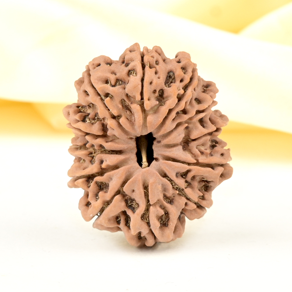 Collector 12 Mukhi from Nepal - CCXIX