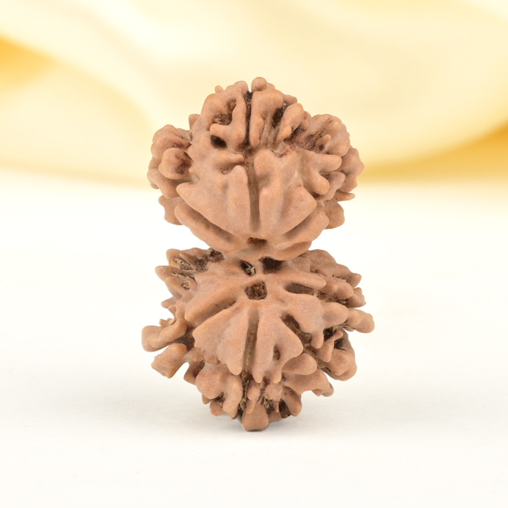 Gauri Shankar 7 Mukhi from Nepal - XXXVII