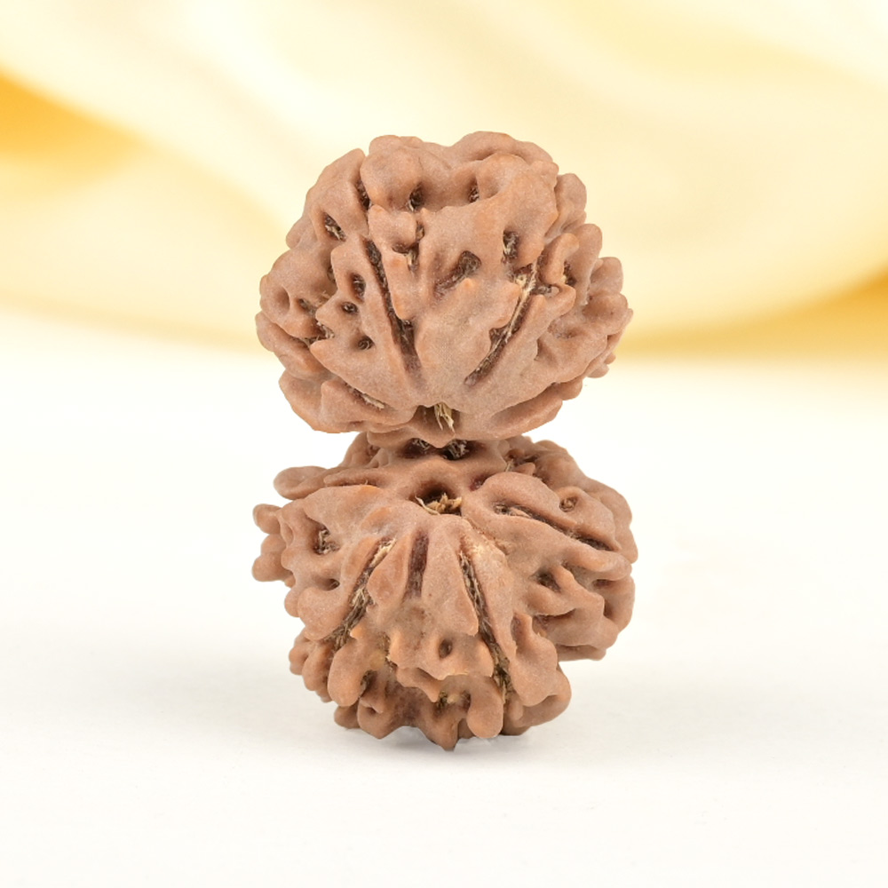 Gauri Shankar 8 Mukhi from Nepal - V