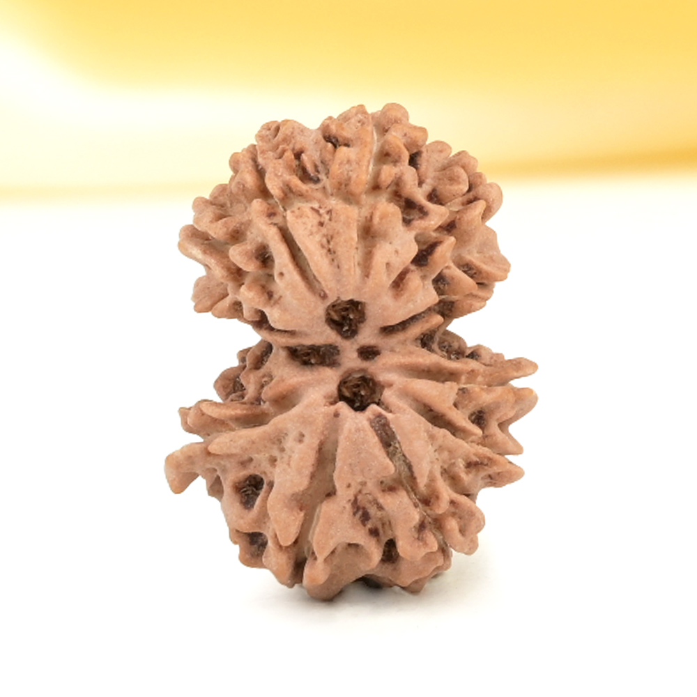 Gauri Shankar 11 Mukhi from Nepal - LXVII