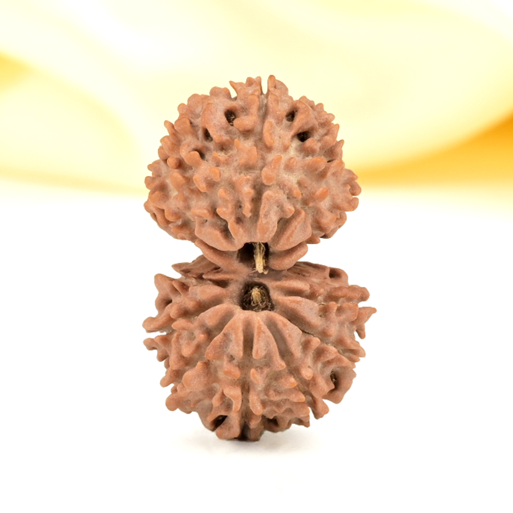 Gauri Shankar 12 Mukhi from Nepal - XXVII