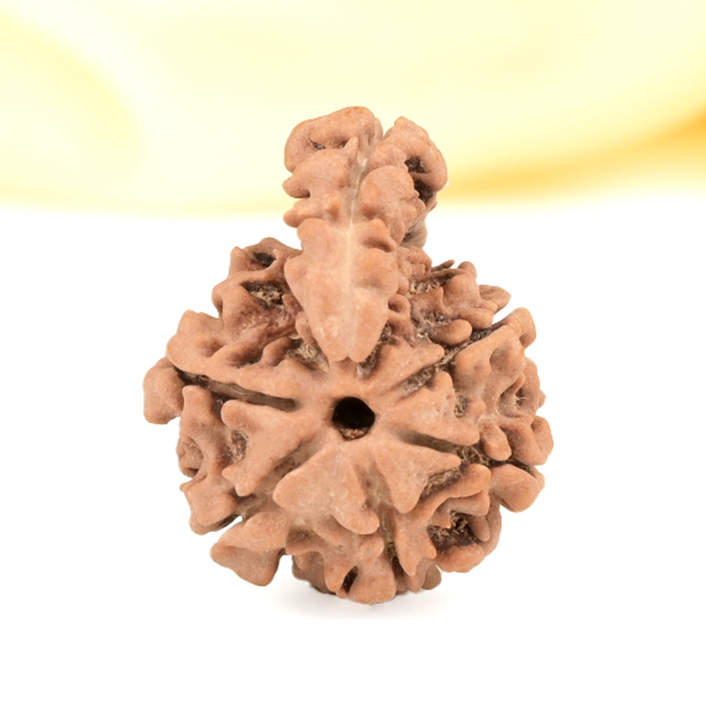 Savar Naag Rudraksha Small from Nepal - XI