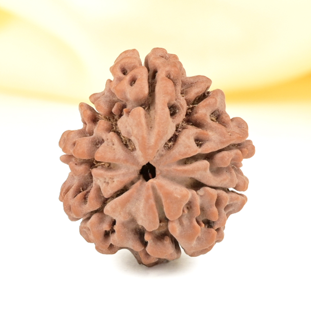 Savar Naag Rudraksha from Nepal - CLV