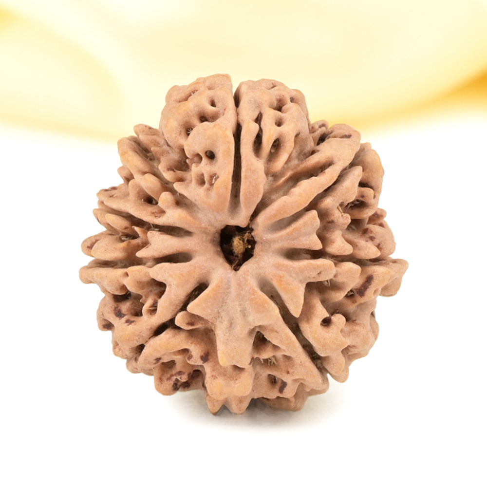 Ganesh Rudraksha 8 Mukhi from Nepal - VI