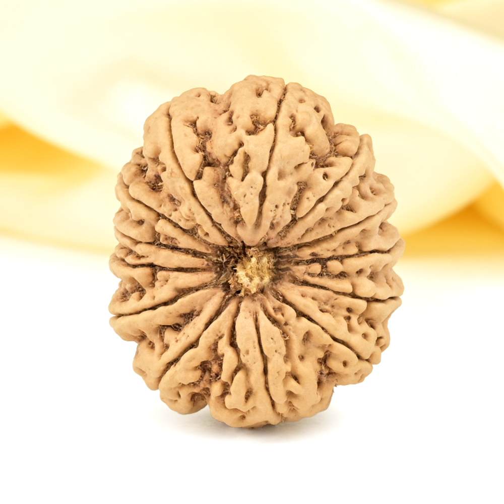 Super Collector 13 Mukhi from Nepal - CXIX