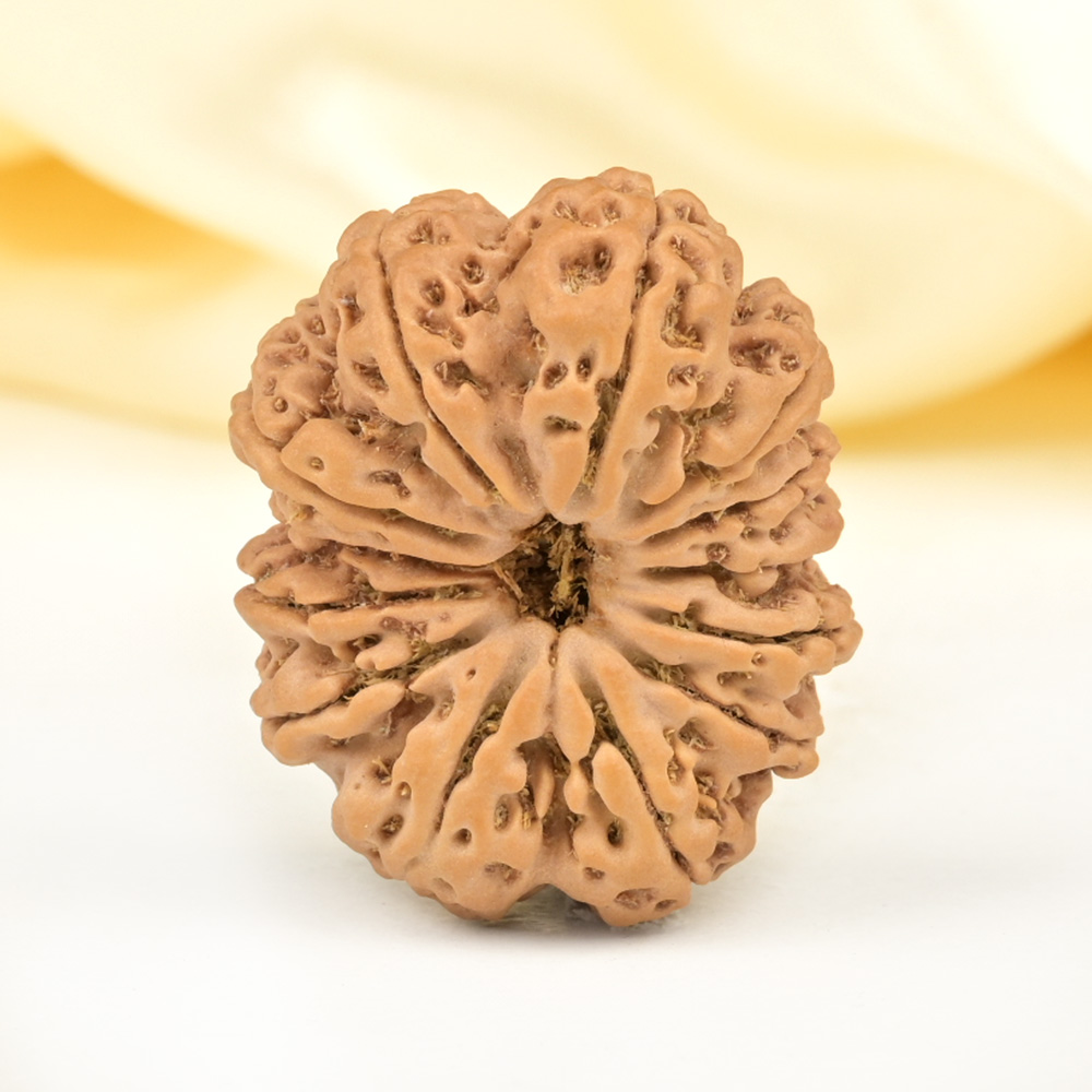 Super Collector 13 Mukhi from Nepal - CXX