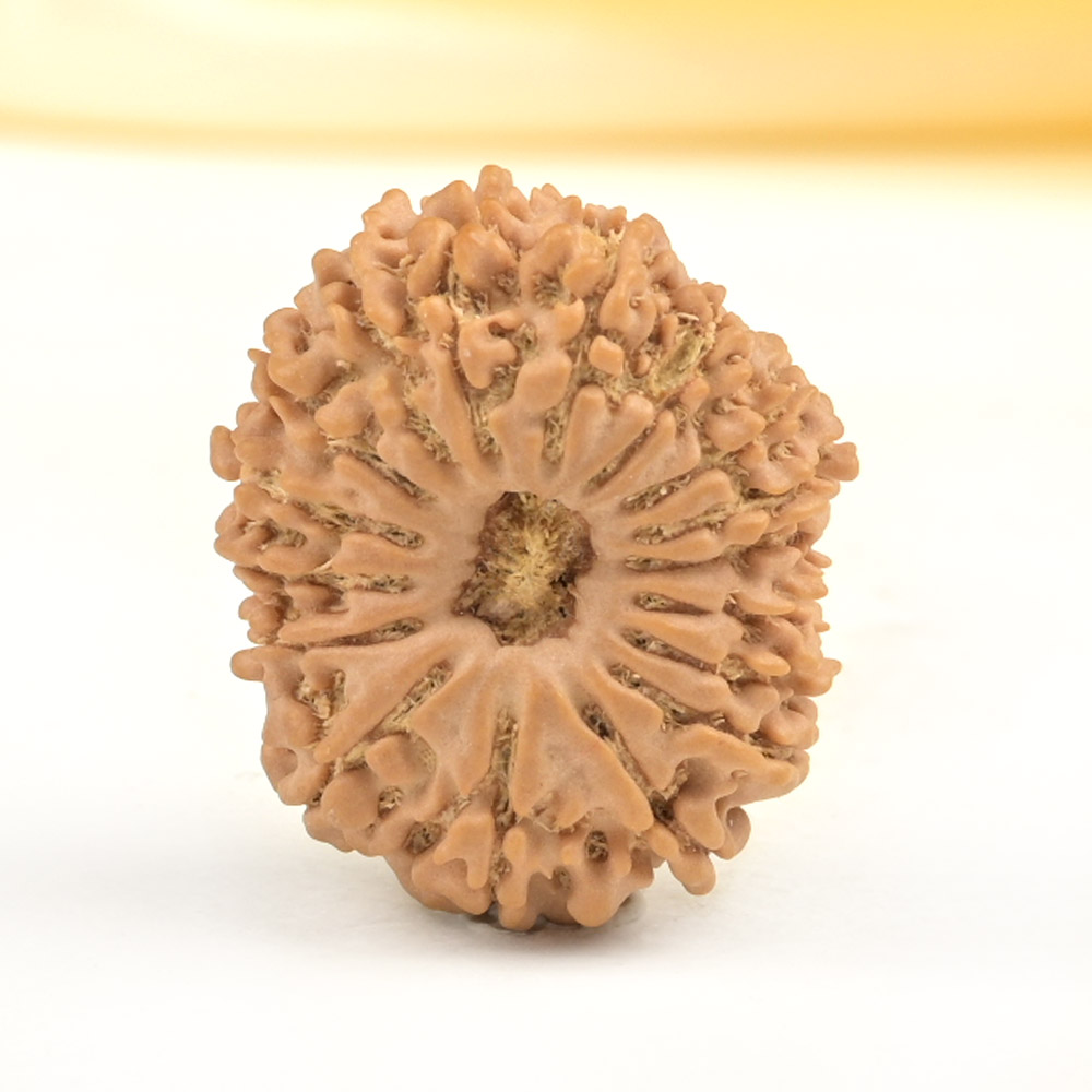 17 Mukhi from Nepal Small - XVIII