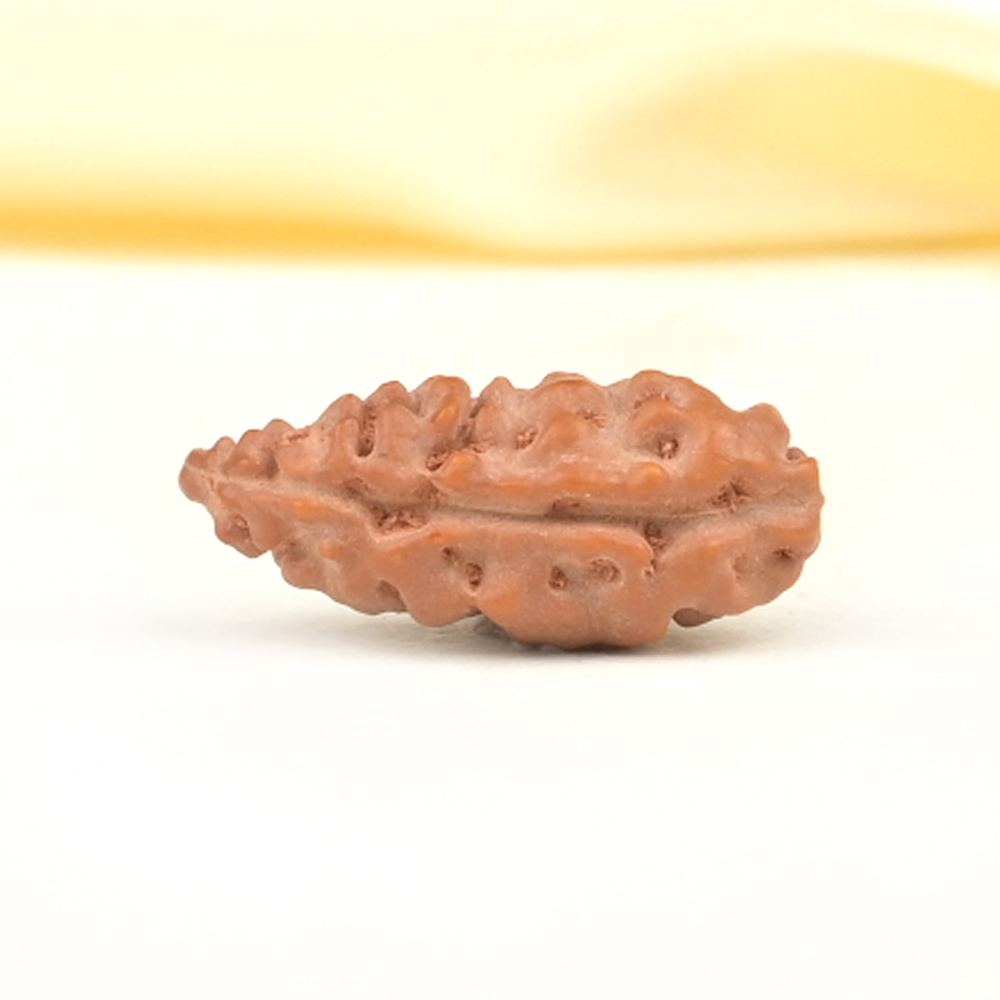 Collector 1 Mukhi from Java Indonesia - CXCIV