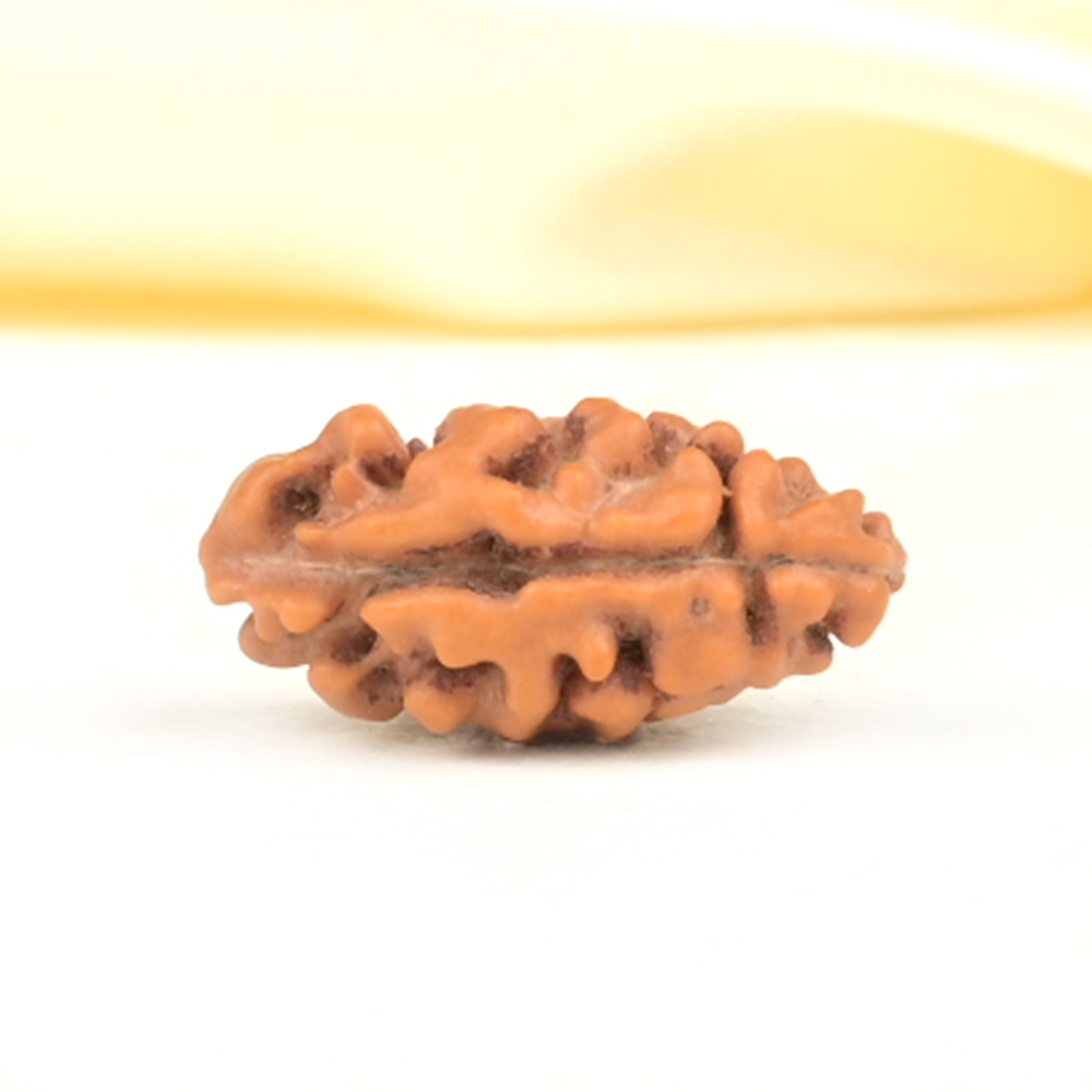 Collector 1 Mukhi from Java Indonesia - CXCV