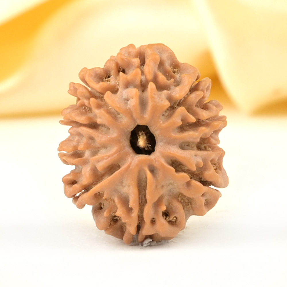 10 Mukhi from Nepal Small - CCCLXXXIX