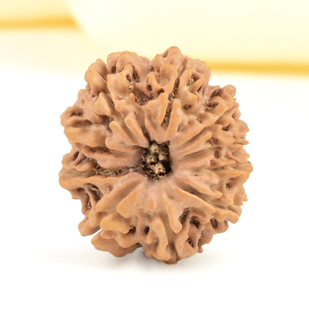 10 Mukhi from Nepal Small - CCCXC