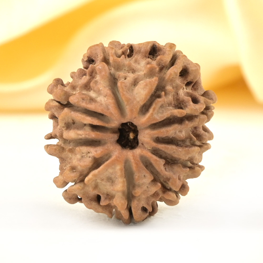 10 Mukhi from Nepal Small - CCCXCI